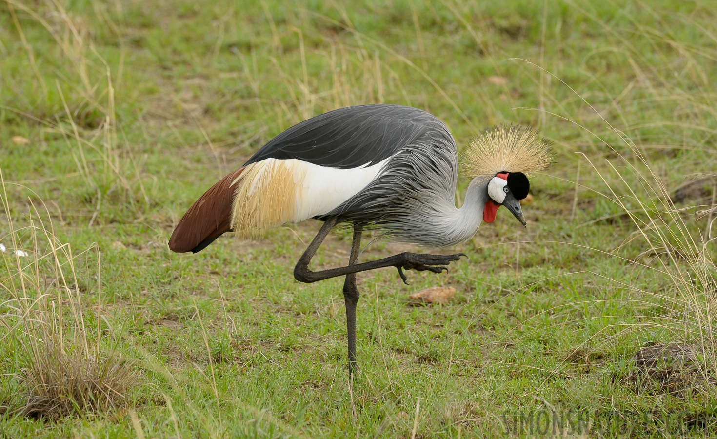 Balearica regulorum gibbericeps [400 mm, 1/200 sec at f / 9.0, ISO 800]